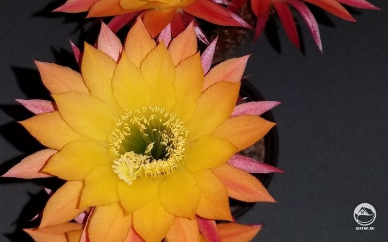 Эхинопсис гибрид "Голландия" цветет