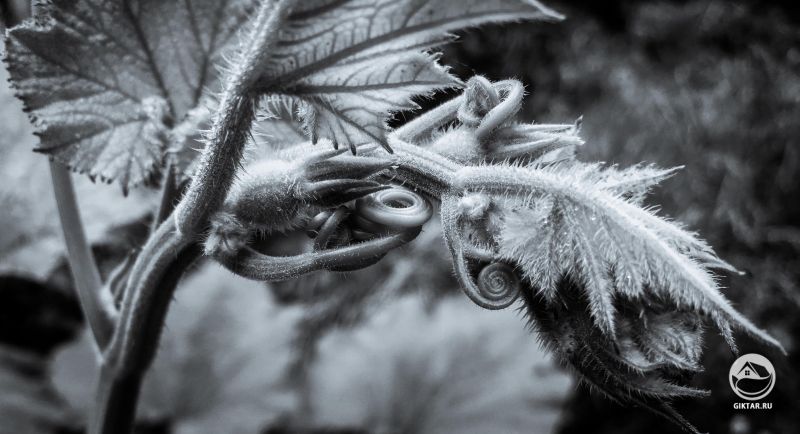 Цветущие тыквы выглядят как что-то внеземное.