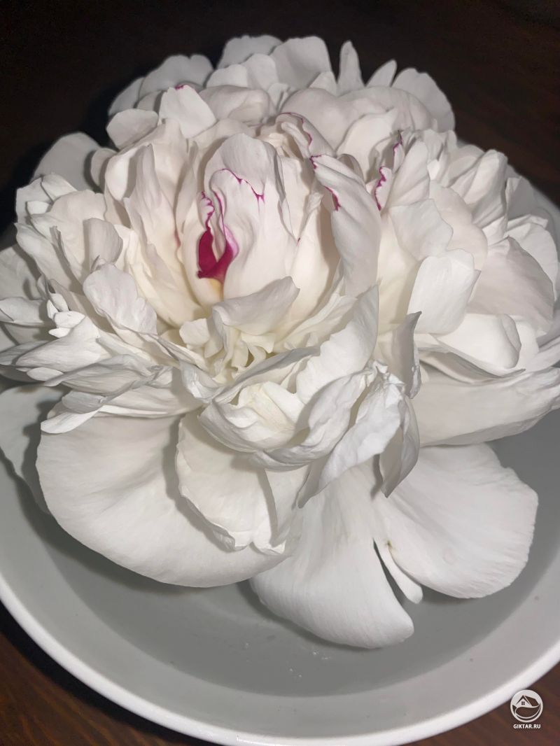 Белый пион прекрасен!