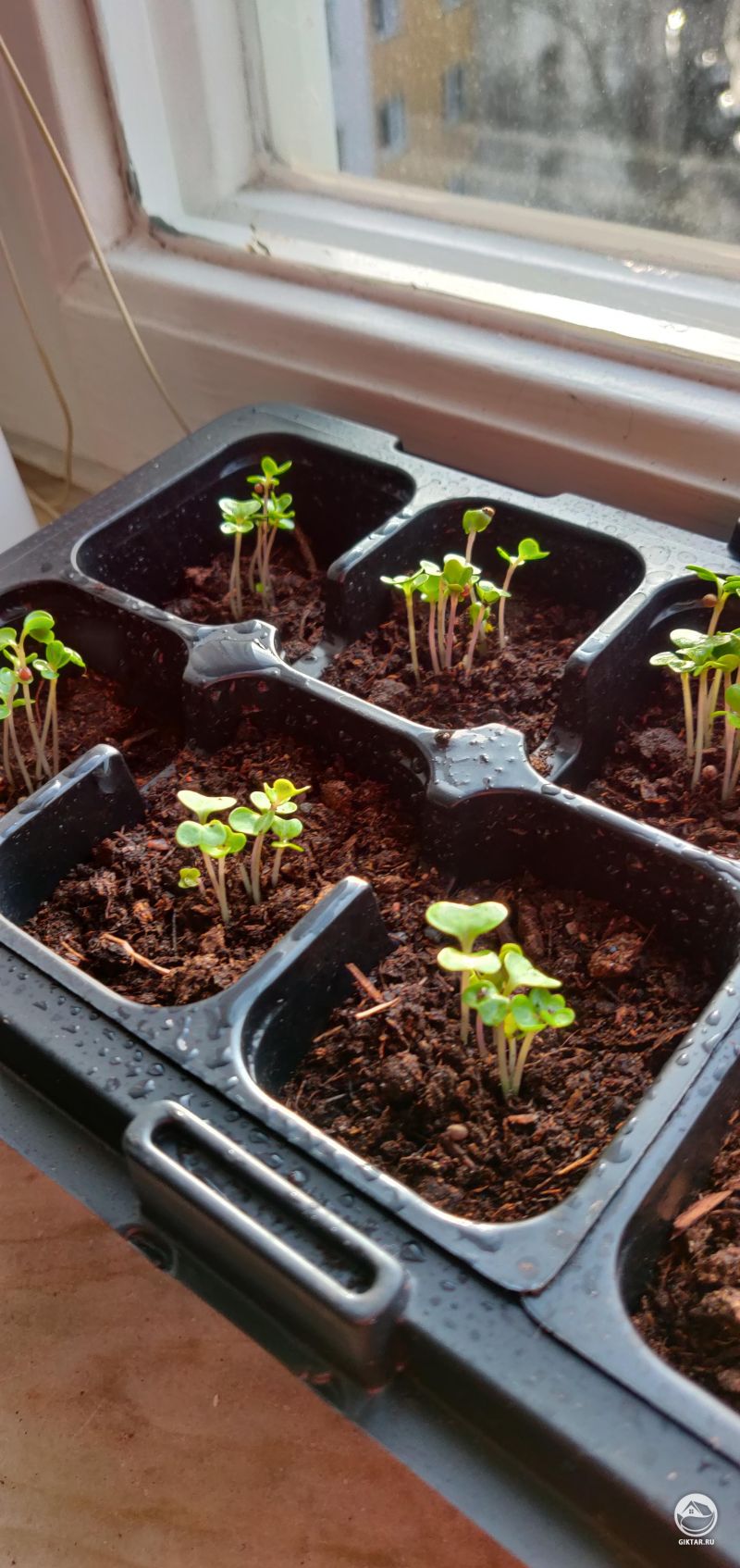Рассада брюссельской капусты