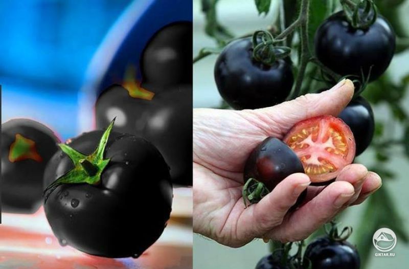 Черные Помидоры внутри вот такие