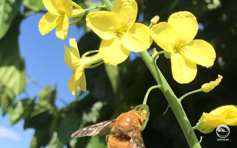 Капусты и пчела