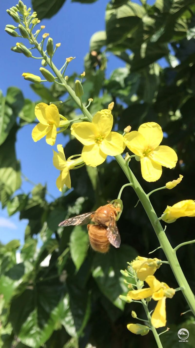Капусты и пчела