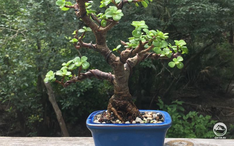 Портулакария африканская бонсай