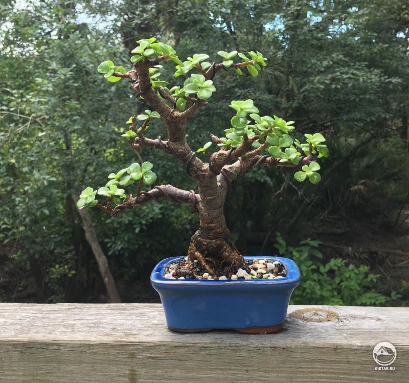 Портулакария африканская бонсай
