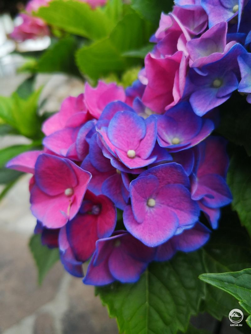 Мои странные цветные гортензии