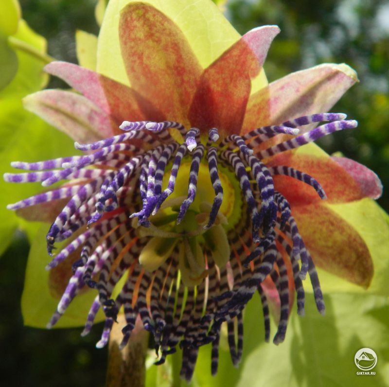 Пассифлора (Passiflora triloba) зацвела