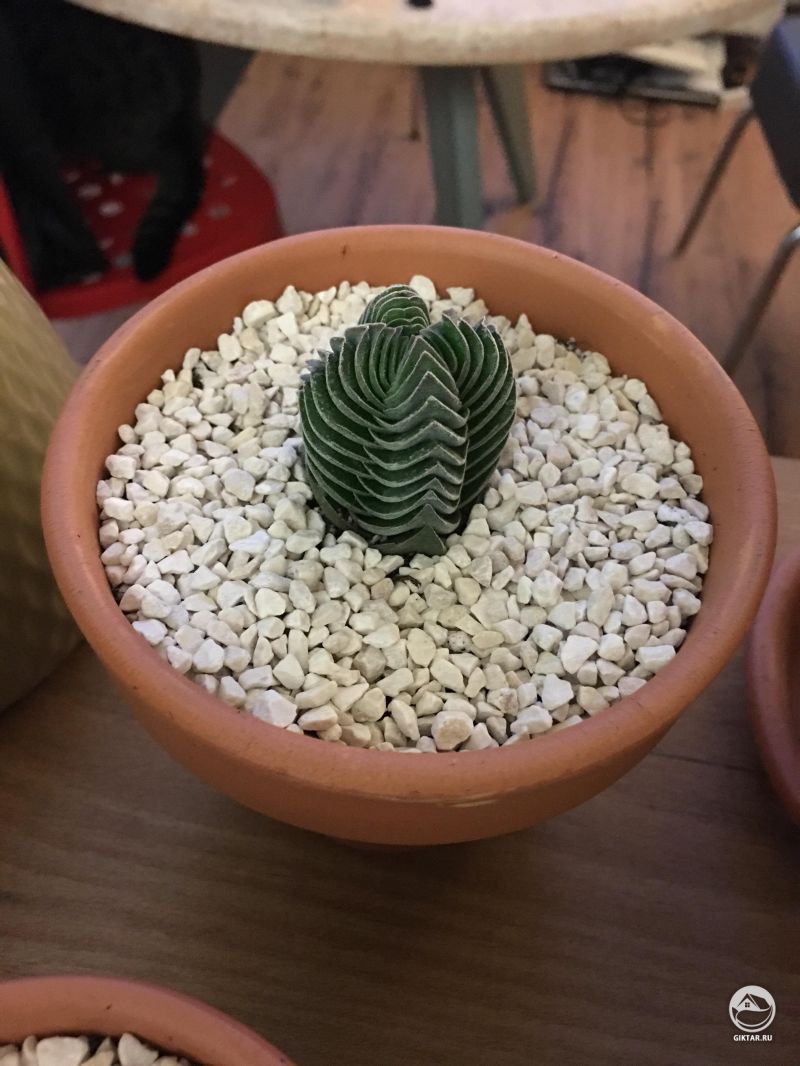 Крассула Храм Будды