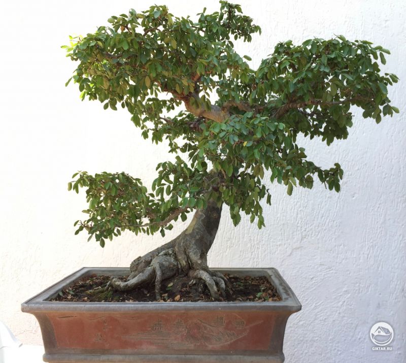 Китайский вяз.