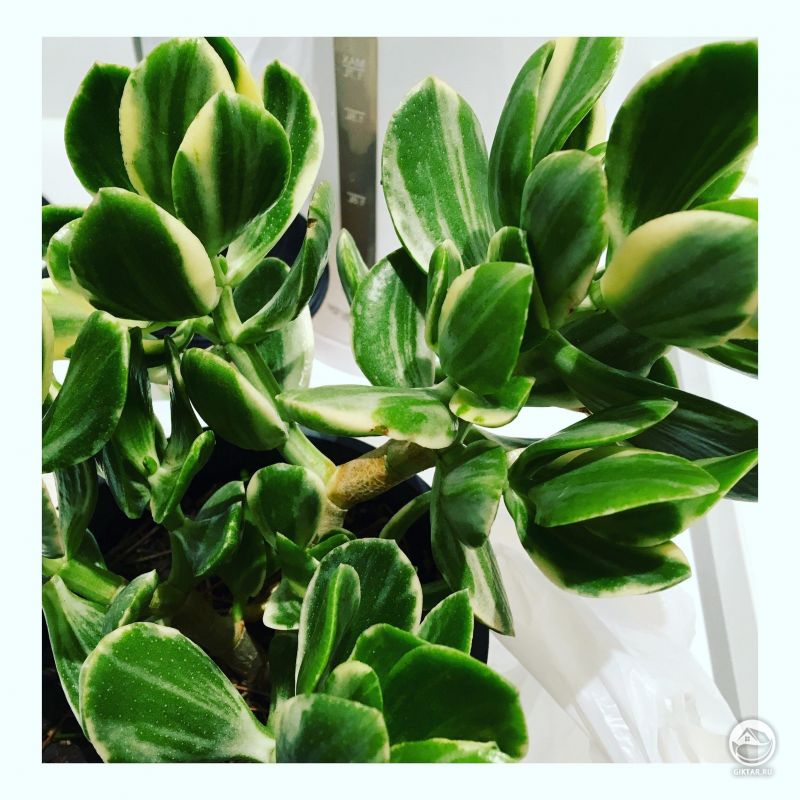 Толстянка с полосатыми листьями