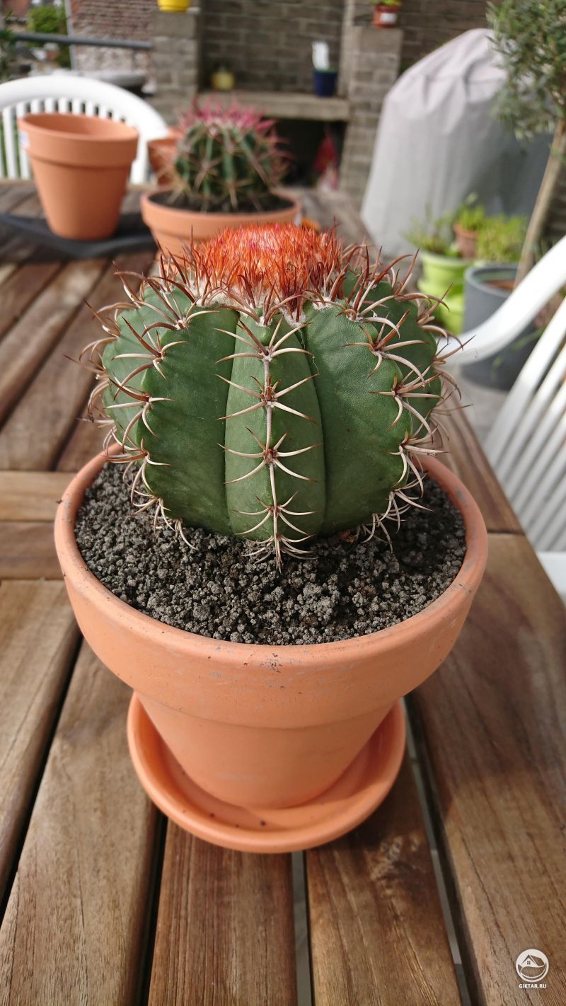 Мелокактус Матанзанус