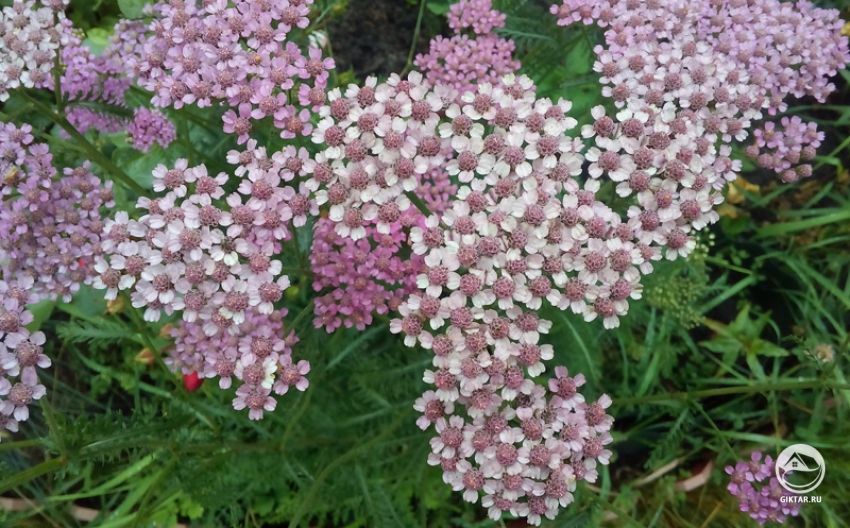 Тысячелистник - неприхотливое украшение сада