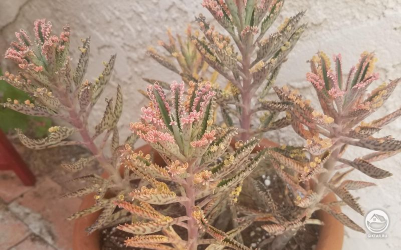 Каланхоэ Дегремон с розовыми листьями