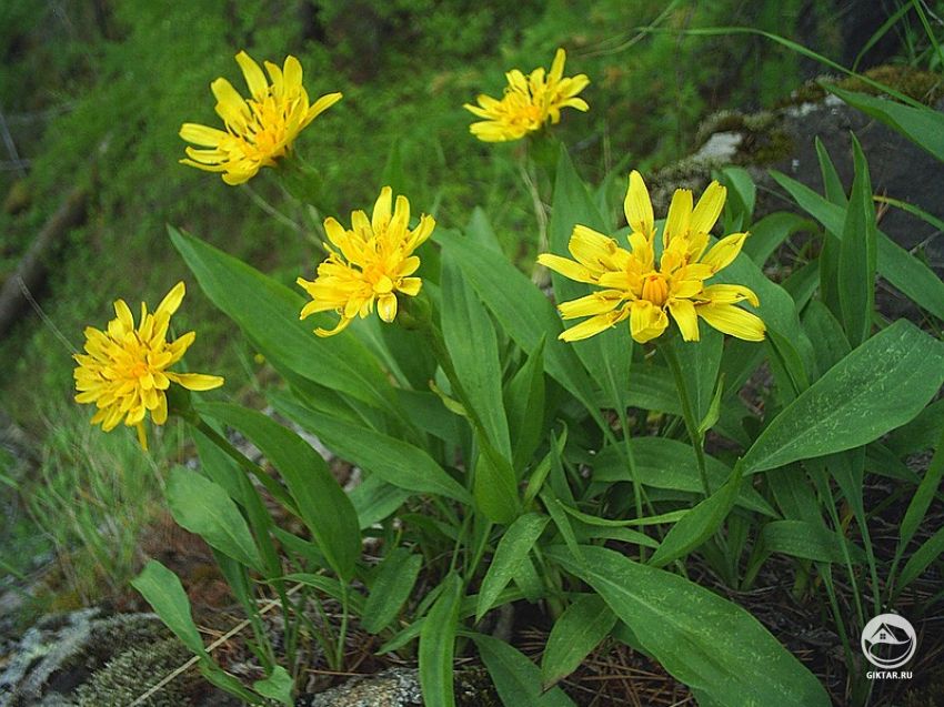 Скорцонера испанская, козелец или черный корень. Скорцонера испанская, козелец или черный корень.