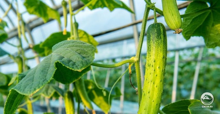 выращивание огурца в теплице выращивание огурца в теплице