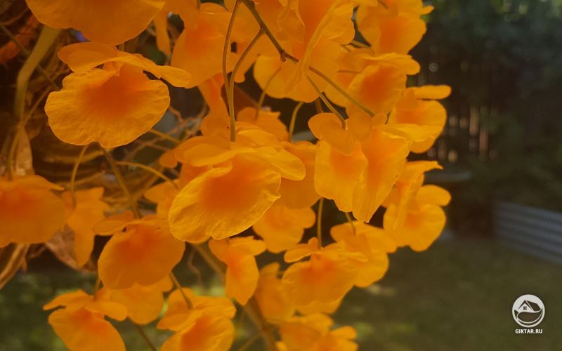 Орхидея в естественной среде обитания