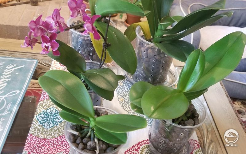 Мой Фаленопсис