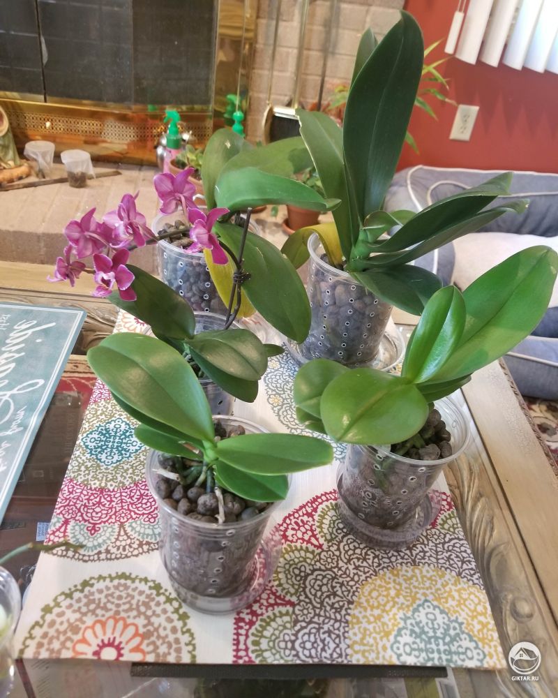 Мой Фаленопсис