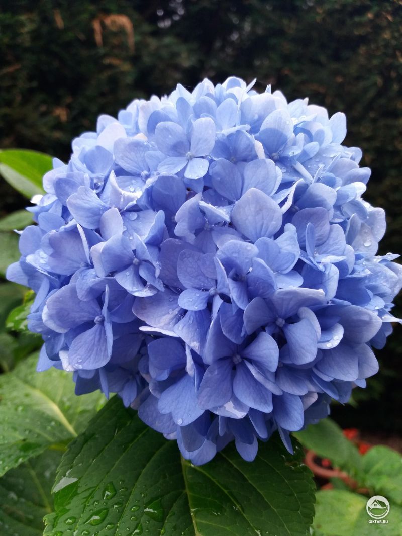 Моя бабушка выращивает гортензию, которая выглядит как шар из бабочек.