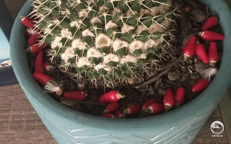 Плоды маммилярии