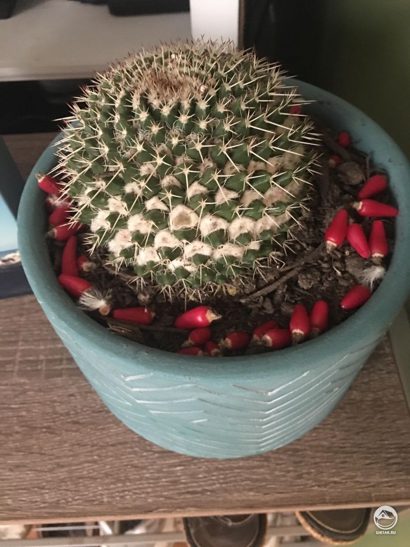 Плоды маммилярии