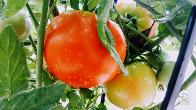 Мои помидоры!