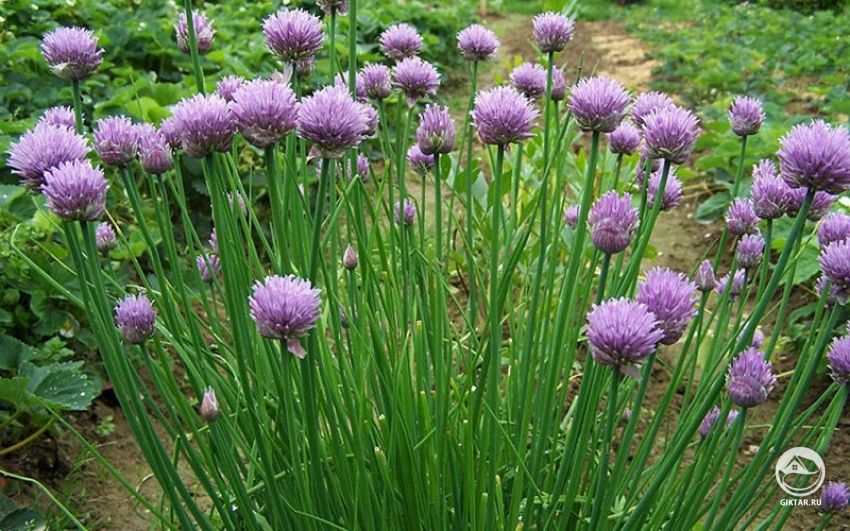 Шнитт-лук или лук скорода Шнитт-лук или лук скорода. Цветение