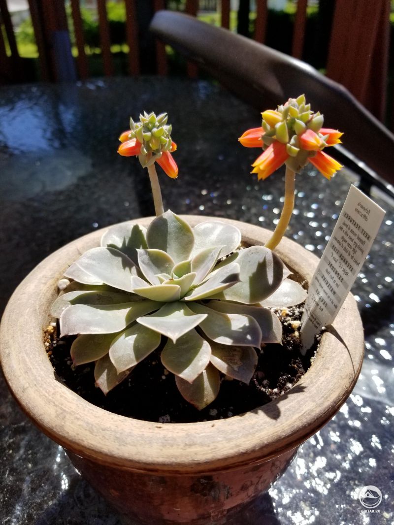 Моя прекрасная эхеверия в полном расцвете