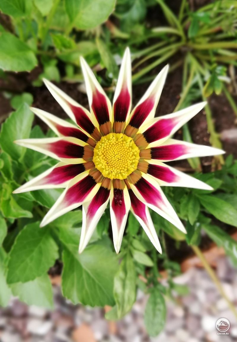 Газания цветет