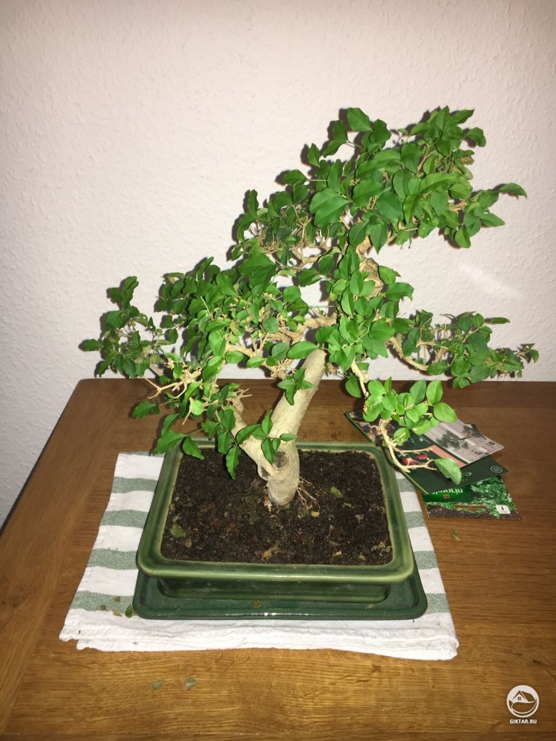 Листья бонсая становятся все больше