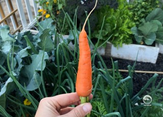 Просто хочу похвастаться, какая морковка у меня выросла.