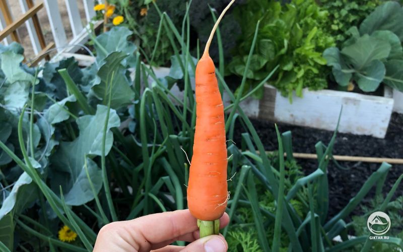 Просто хочу похвастаться, какая морковка у меня выросла.