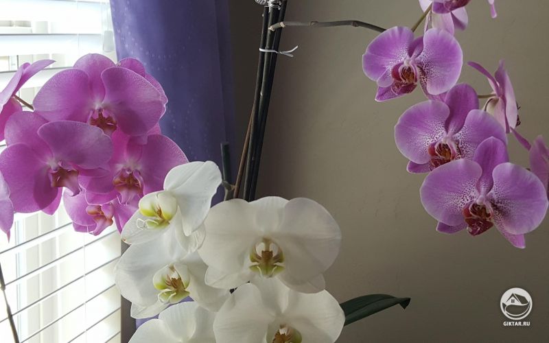Мои цветущие орхидеи