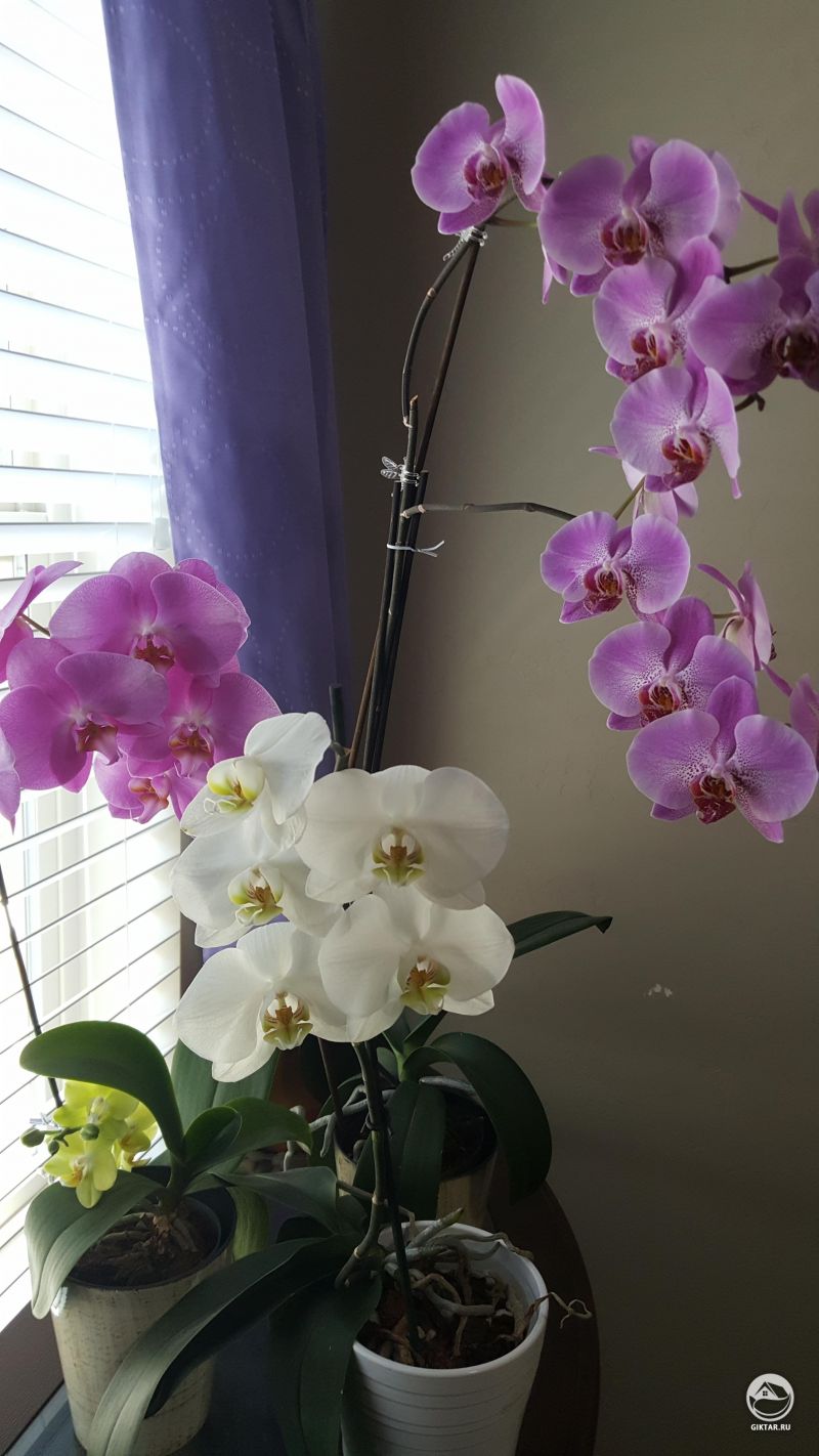 Мои цветущие орхидеи