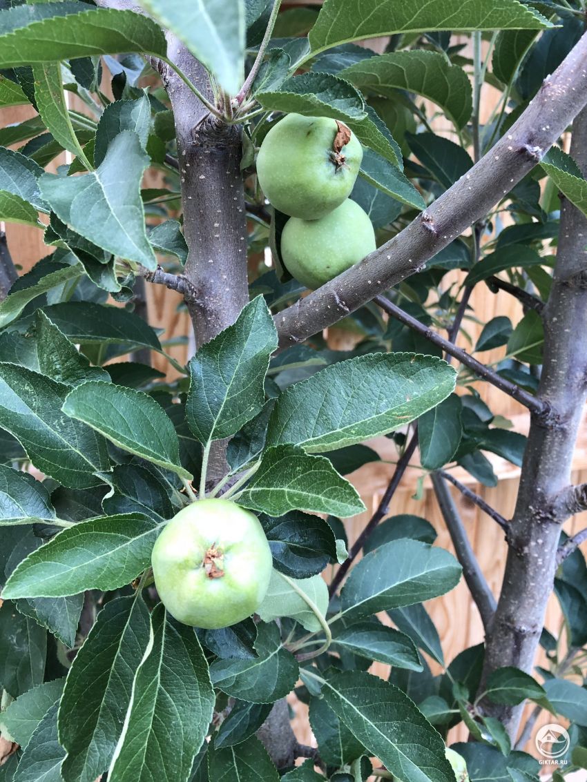 Кто знает, что это за фрукт ?