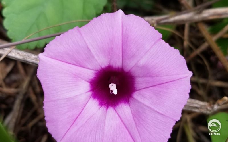 Розовая ипомея