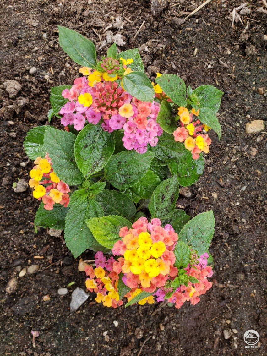 Как эти цветы называются?