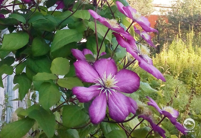 Клематисы: как выбрать, где купить и что делать в первую очередь после покупки.