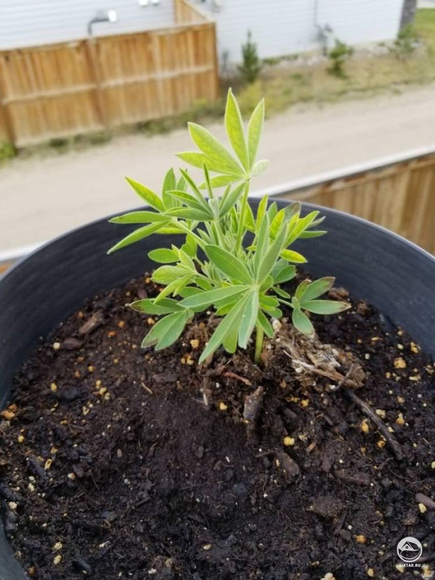 Может кто-то помочь опознать это растение?