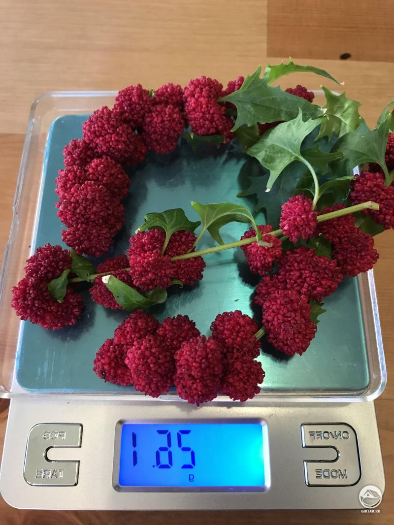 Земляничный шпинат , выращенный дома на подоконник .