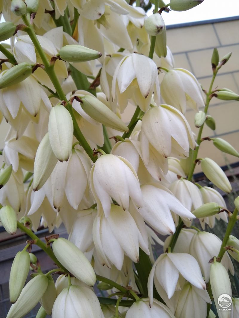 Декоративные цветы