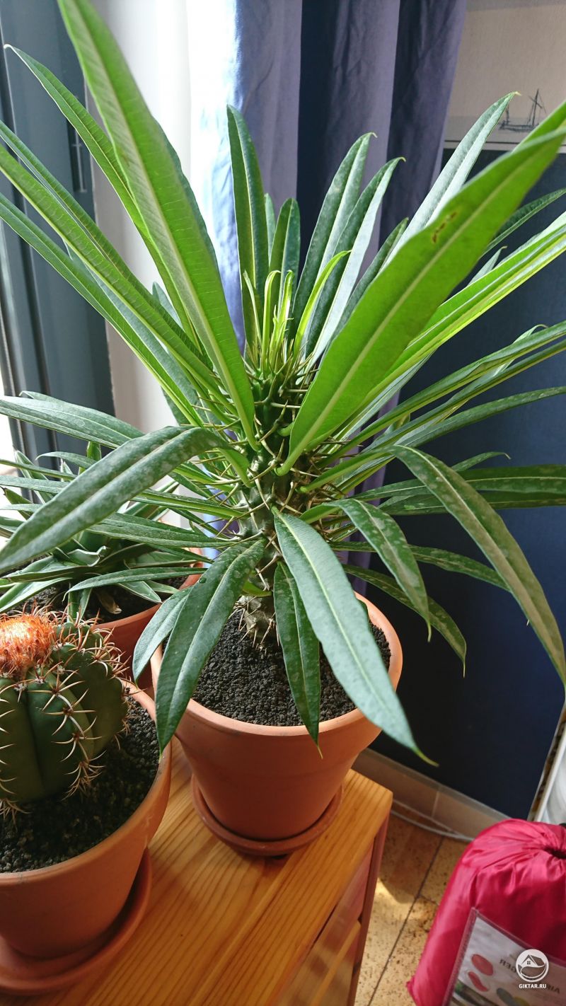 Пахиподиум Ламера