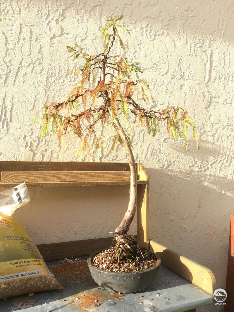 Кипарис начинает опадать