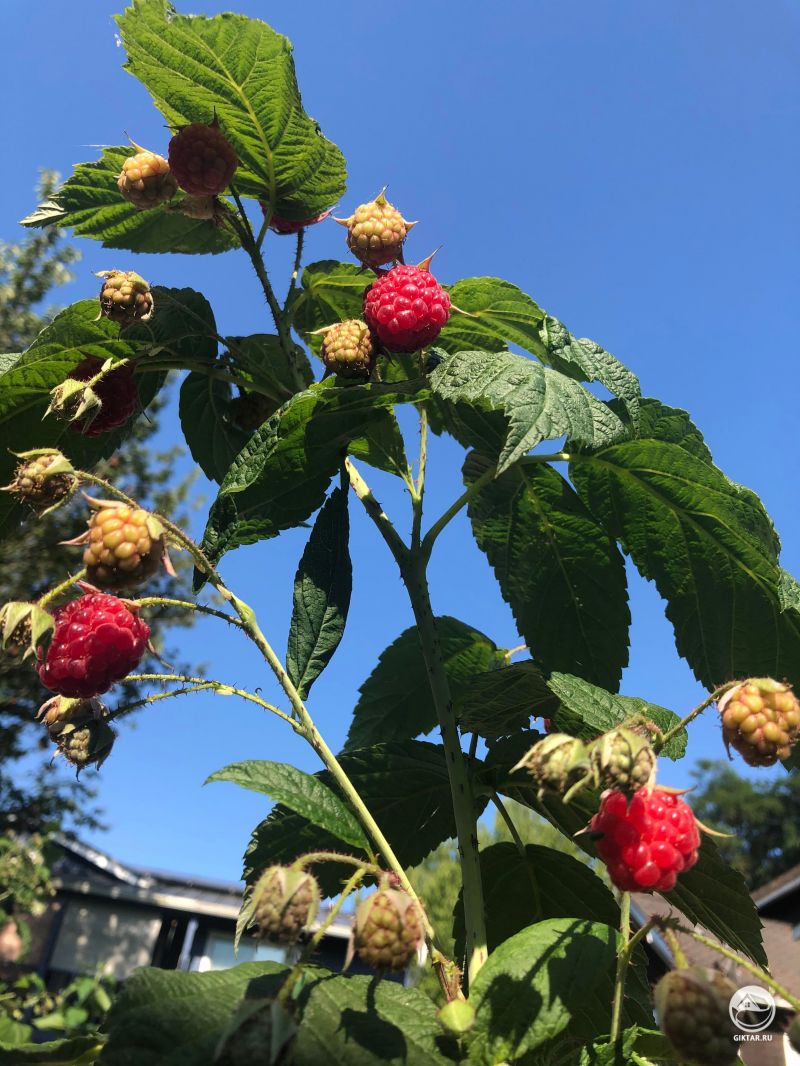 Малина созрела