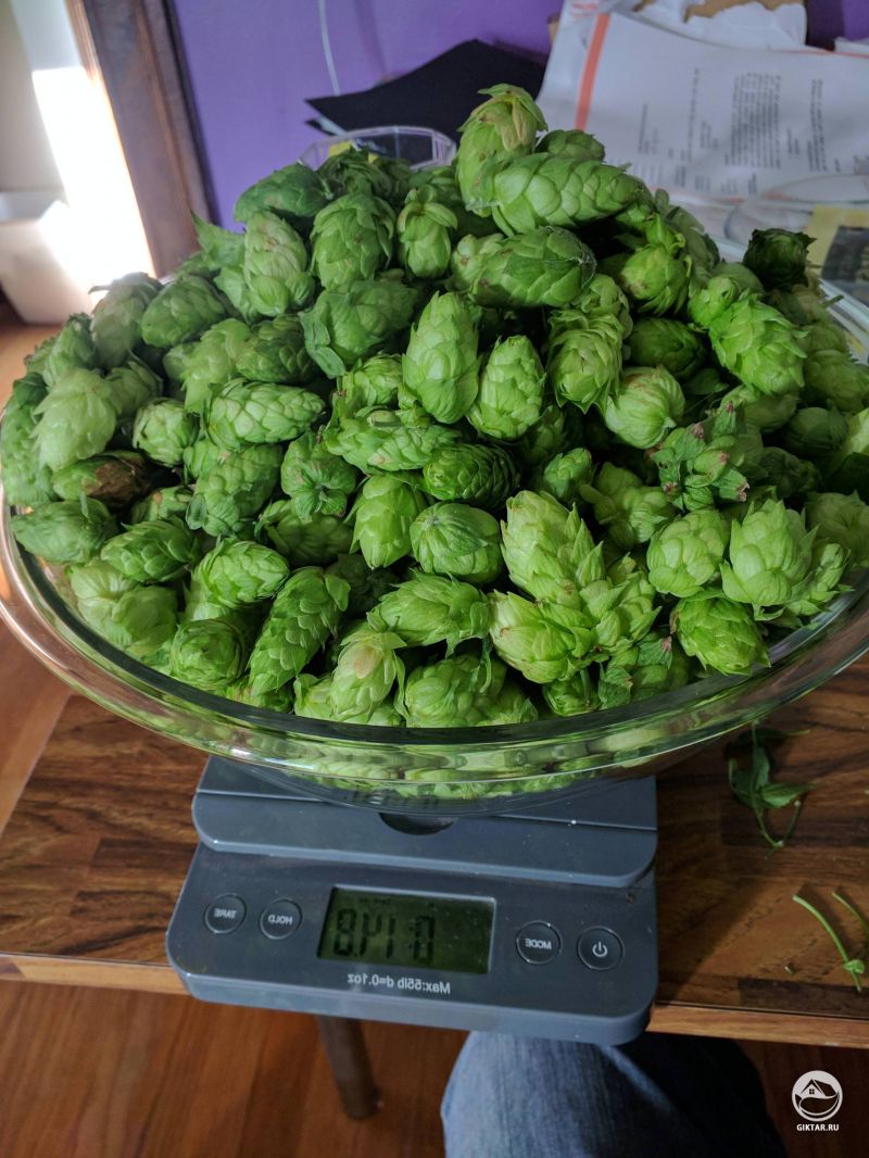 Невероятный урожай - хмеля.