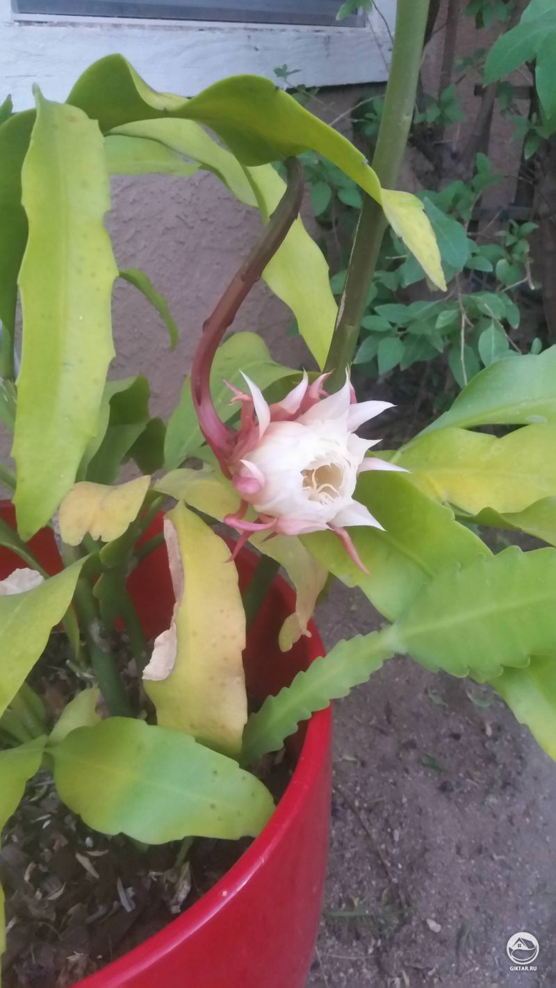 Сегодня ночью зацветет эпифилиум