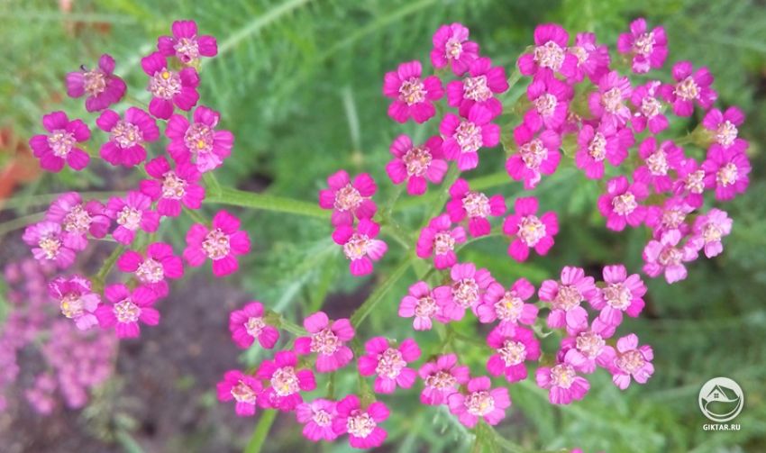 Тысячелистник - неприхотливое украшение сада