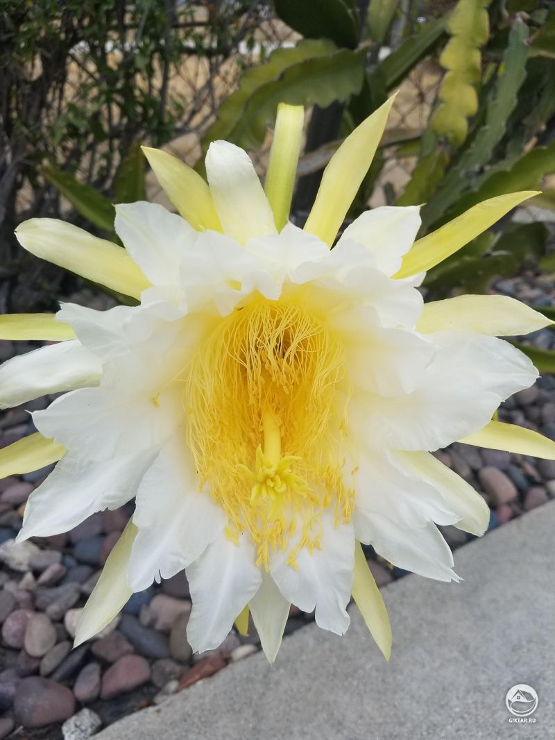 Мой Гилоцереус волнистый цветет!