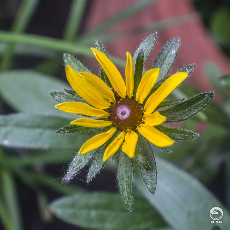 Рудбекия "Черные глаза" цветет.