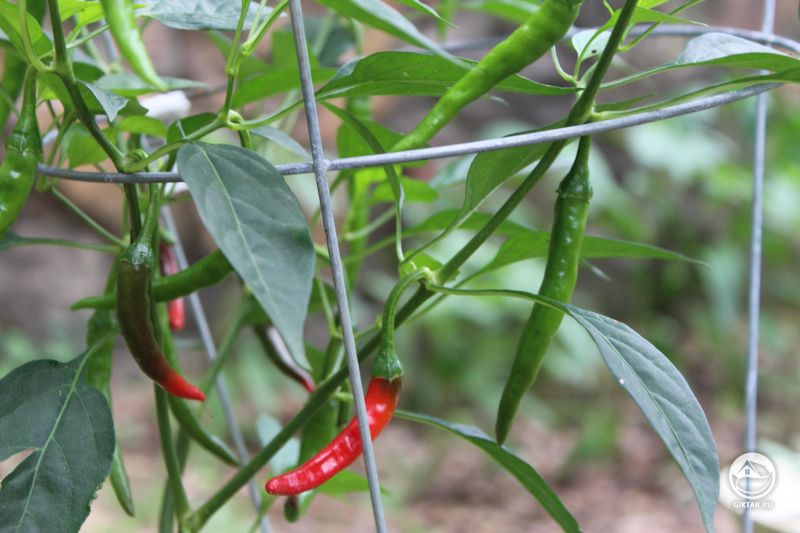 Этот Кайенский перец я выращивала из семян!